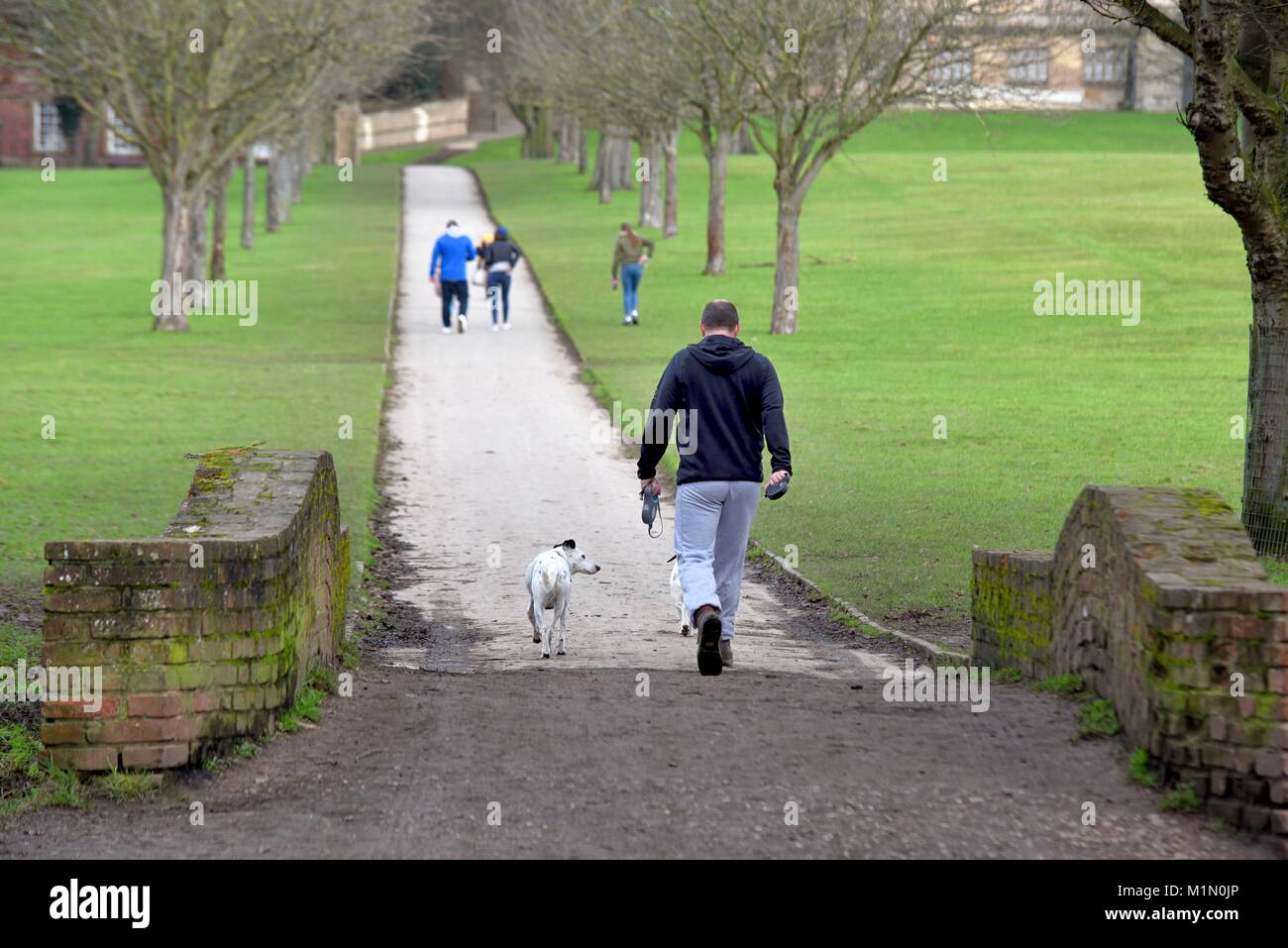 Man walking his dogs Wollaton Park Nottingham England UK Stock Photo