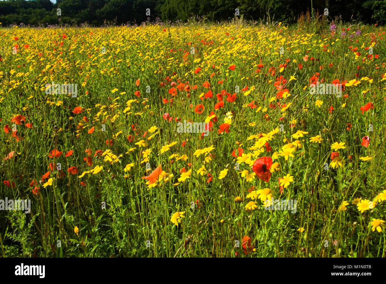 Poppies and corn marigolds in a wild flower meadow Stock Photo Alamy