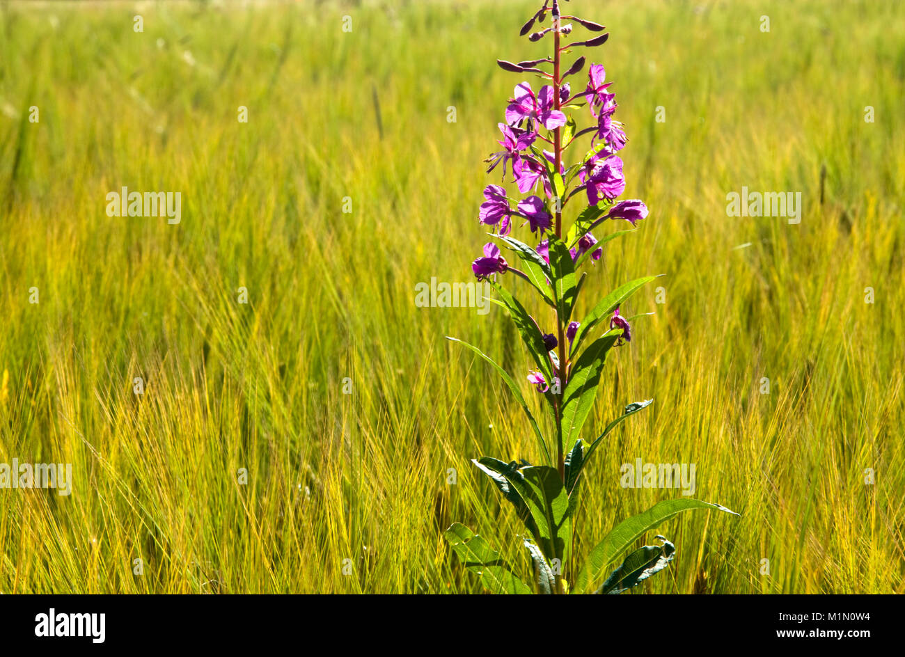 Rosebay willowherb in an English meadow Stock Photo - Alamy