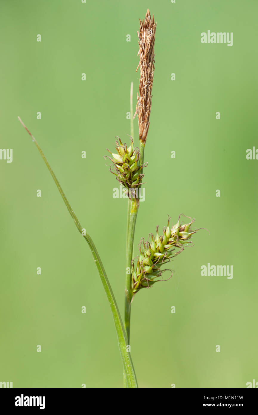 Carex elongata,Langaehrige Segge,Elongated sedge Stock Photo