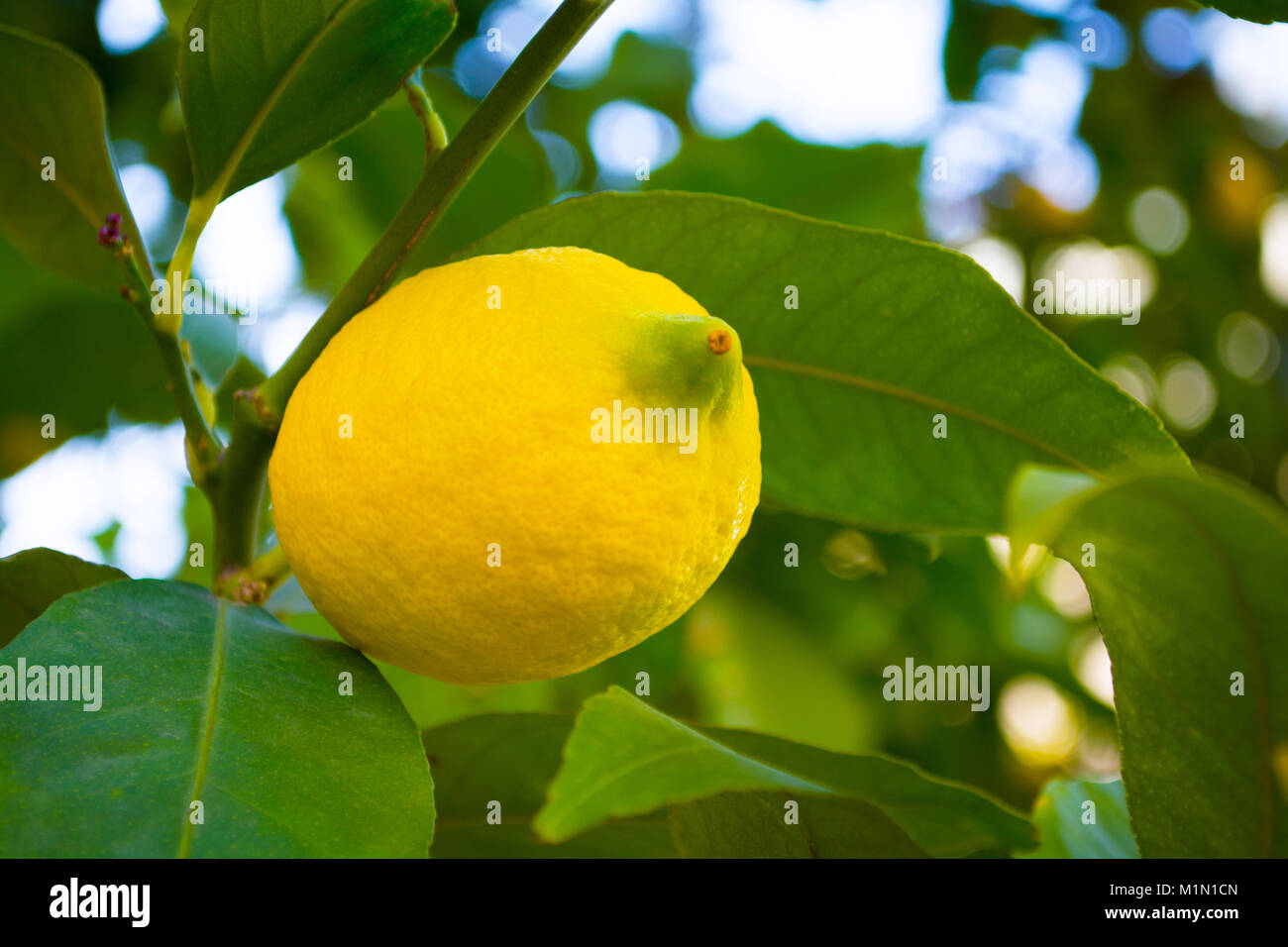 yellow lemon hanging on tree Stock Photo Alamy