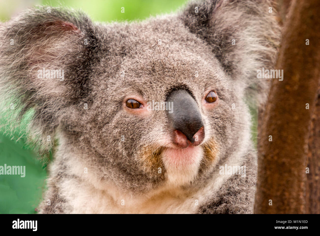 A koala near a branch looking directly at the camera. It has a satisfied  look on its face Stock Photo - Alamy