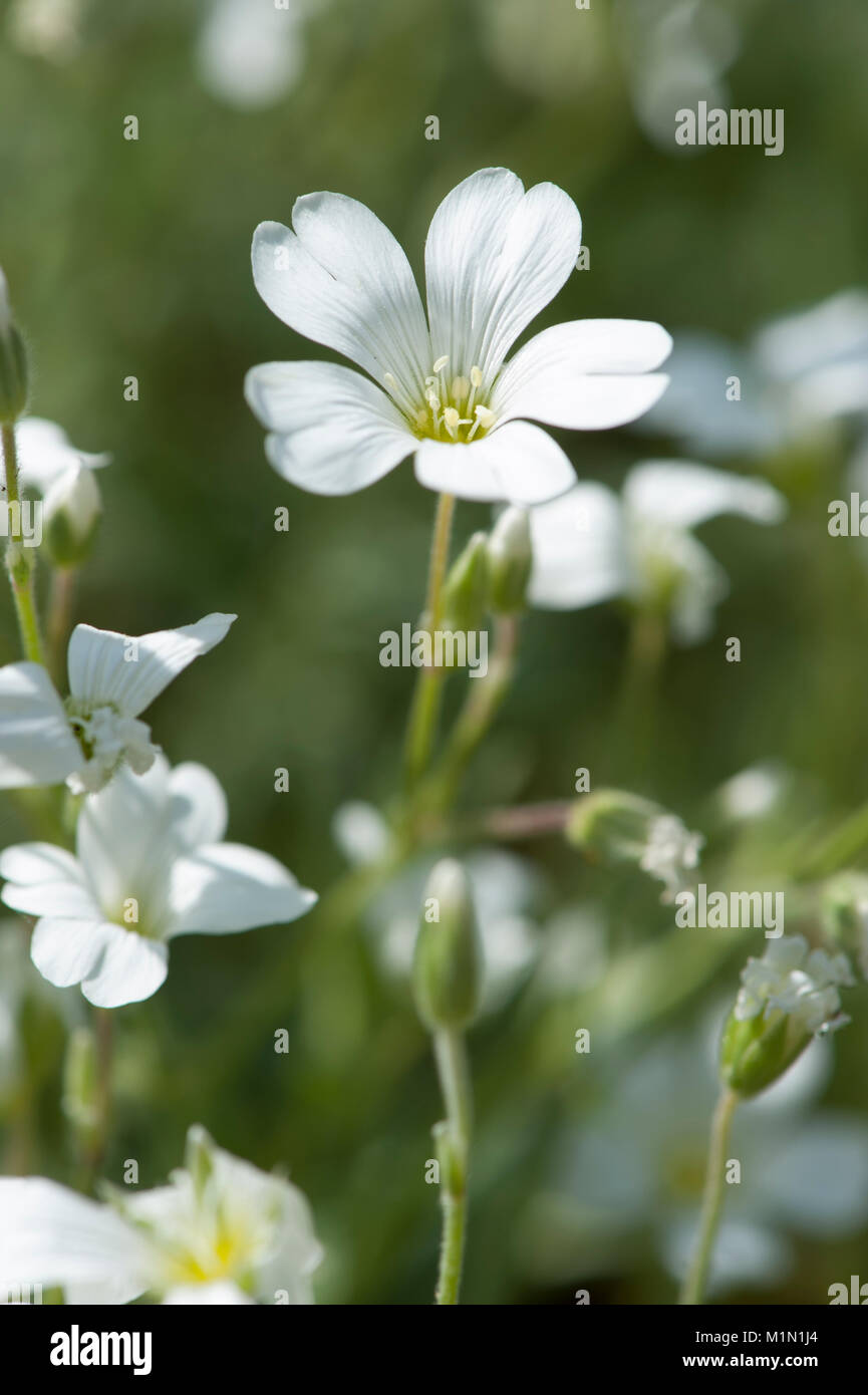 Cerastium alpinum ssp. Alpinum,Hochgebirgs-Hornkraut,Alpine Mouse-ear Stock Photo