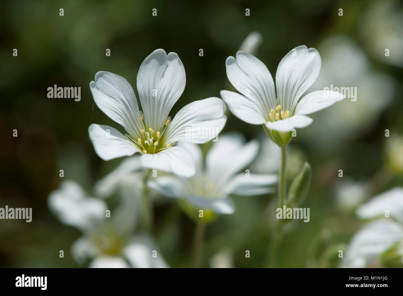 Cerastium alpinum ssp. Alpinum,Hochgebirgs-Hornkraut,Alpine Mouse-ear Stock Photo
