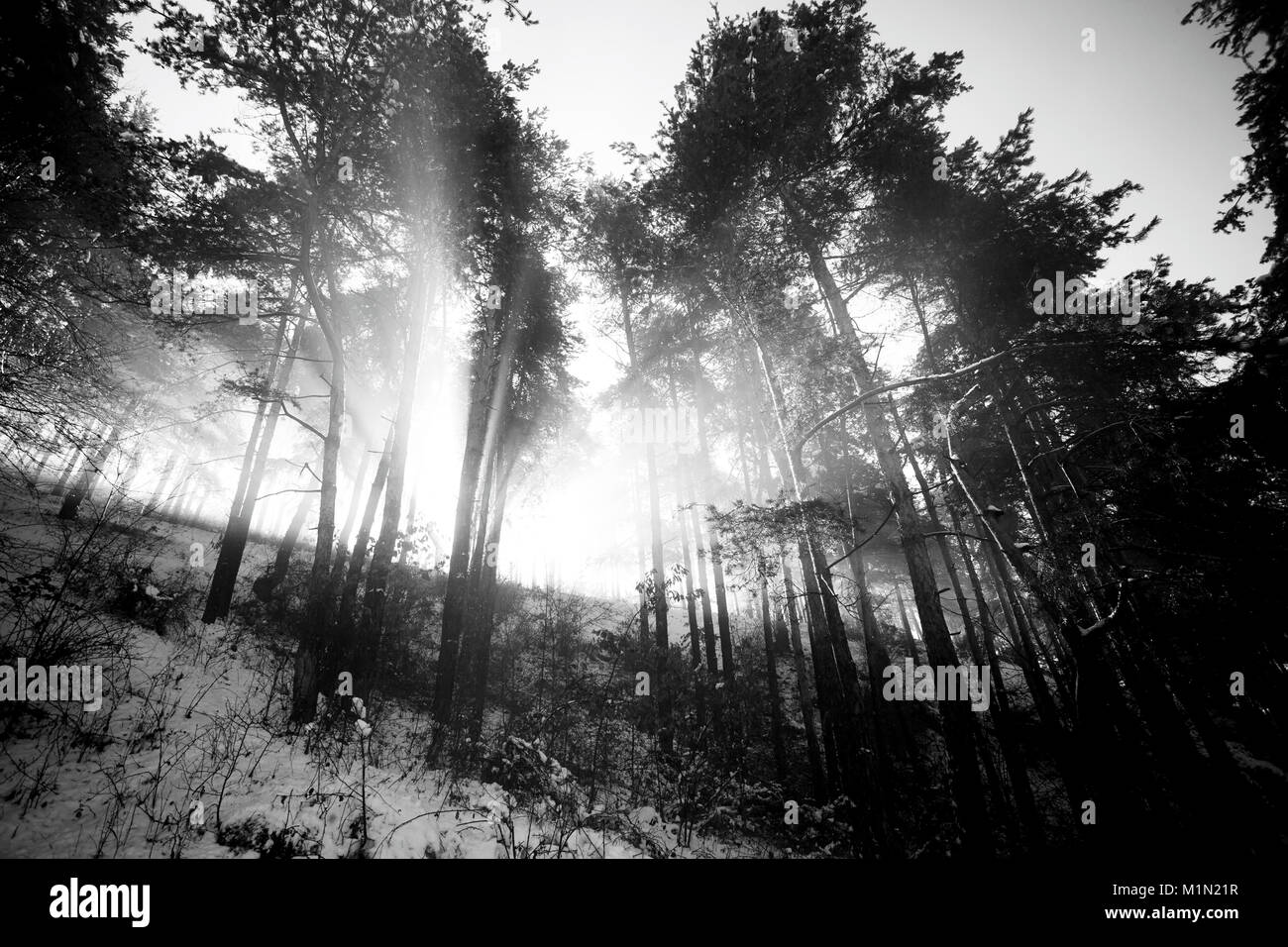 abstract black and white  landscape- sunrays in winter forest Stock Photo