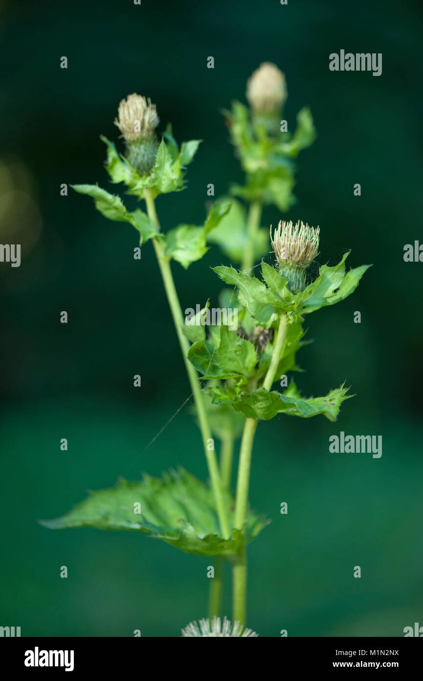 Cirsium oleraceum,Kohldistel,Cabbage Thistle Stock Photo