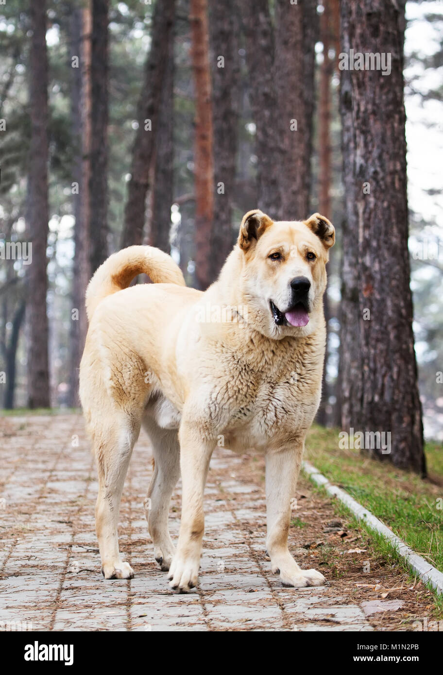 super big 105 kg. young alabai dog posing in the park Stock Photo