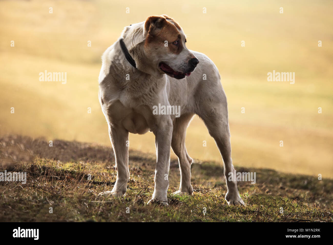 beautiful white alabai dog in golden autumn meadows Stock Photo - Alamy