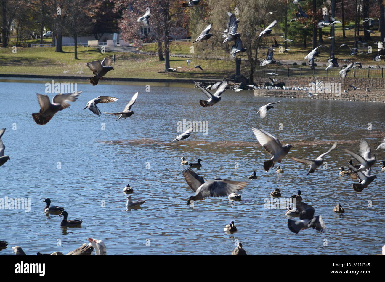 Colorful birds in flight over a pond Stock Photo
