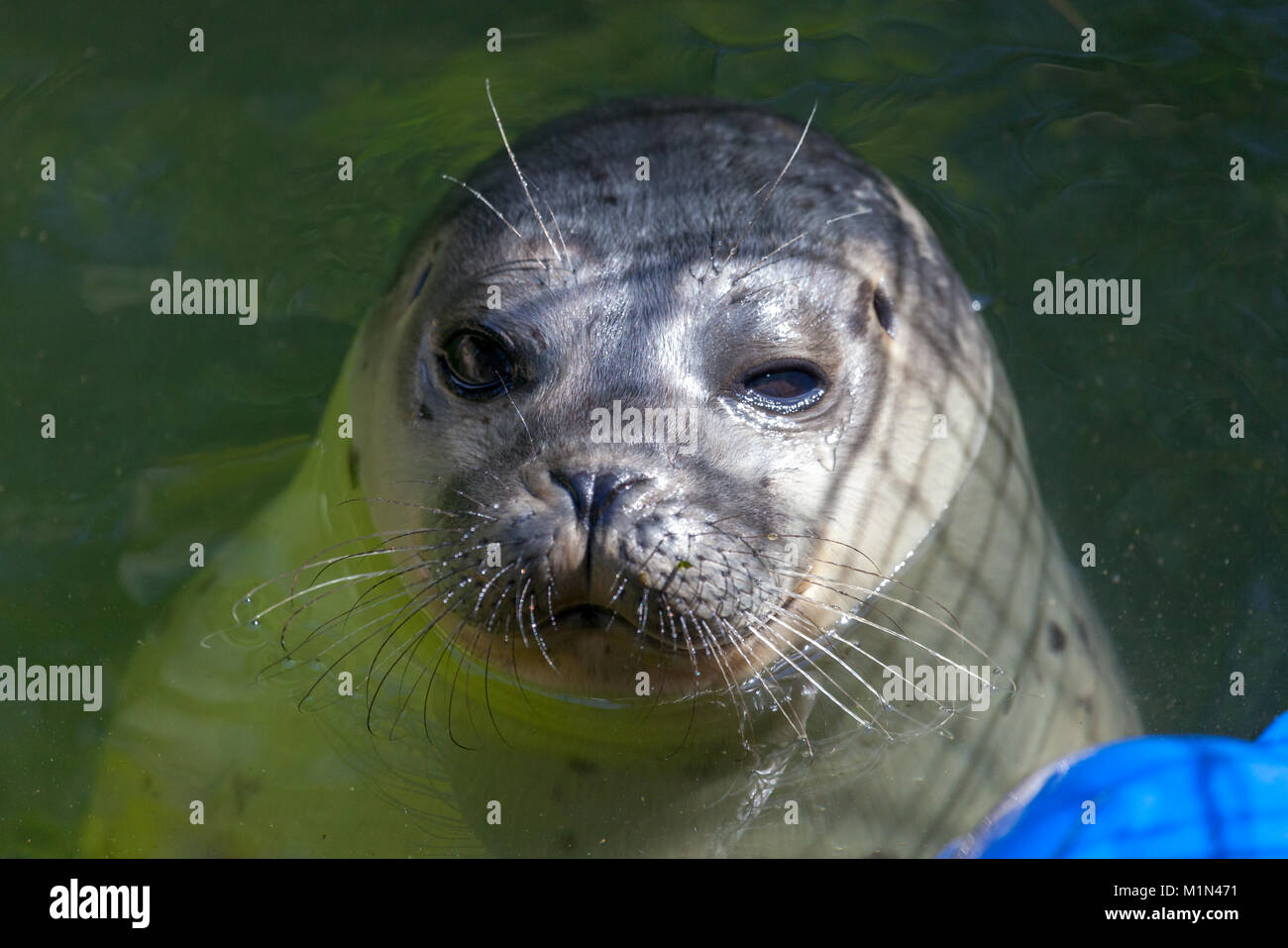 a young seal swims in a lake Stock Photo Alamy