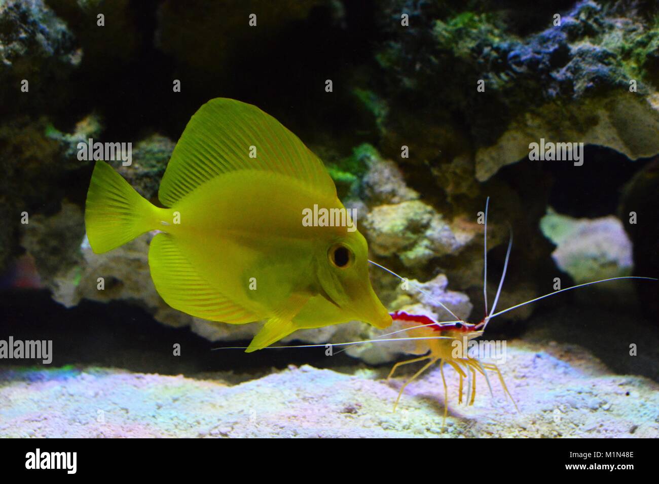 Tang and cleaner shrimp Stock Photo