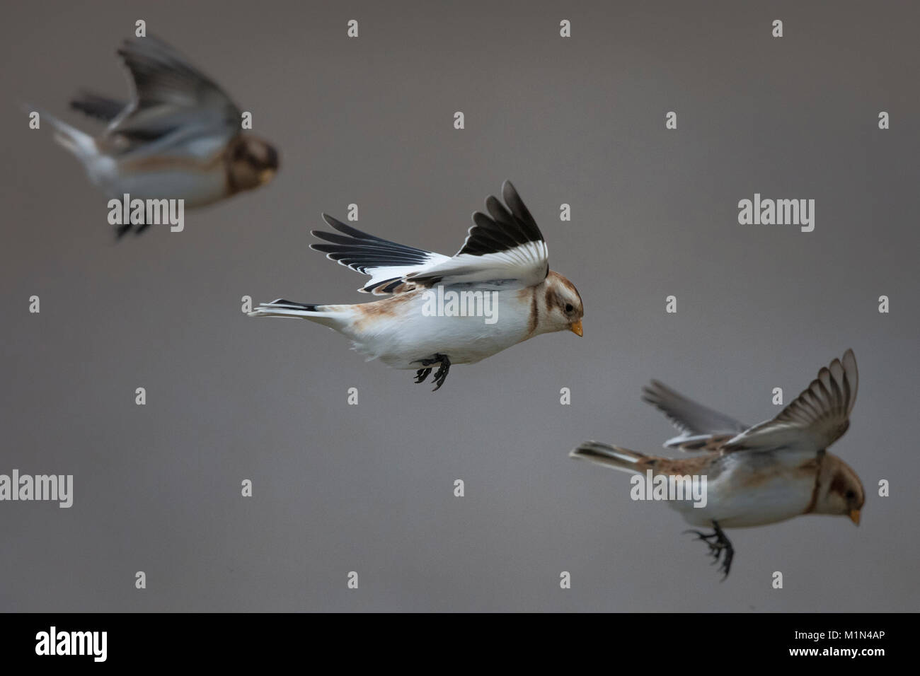 Snow Buntings wind surfing on a stormy day Stock Photo