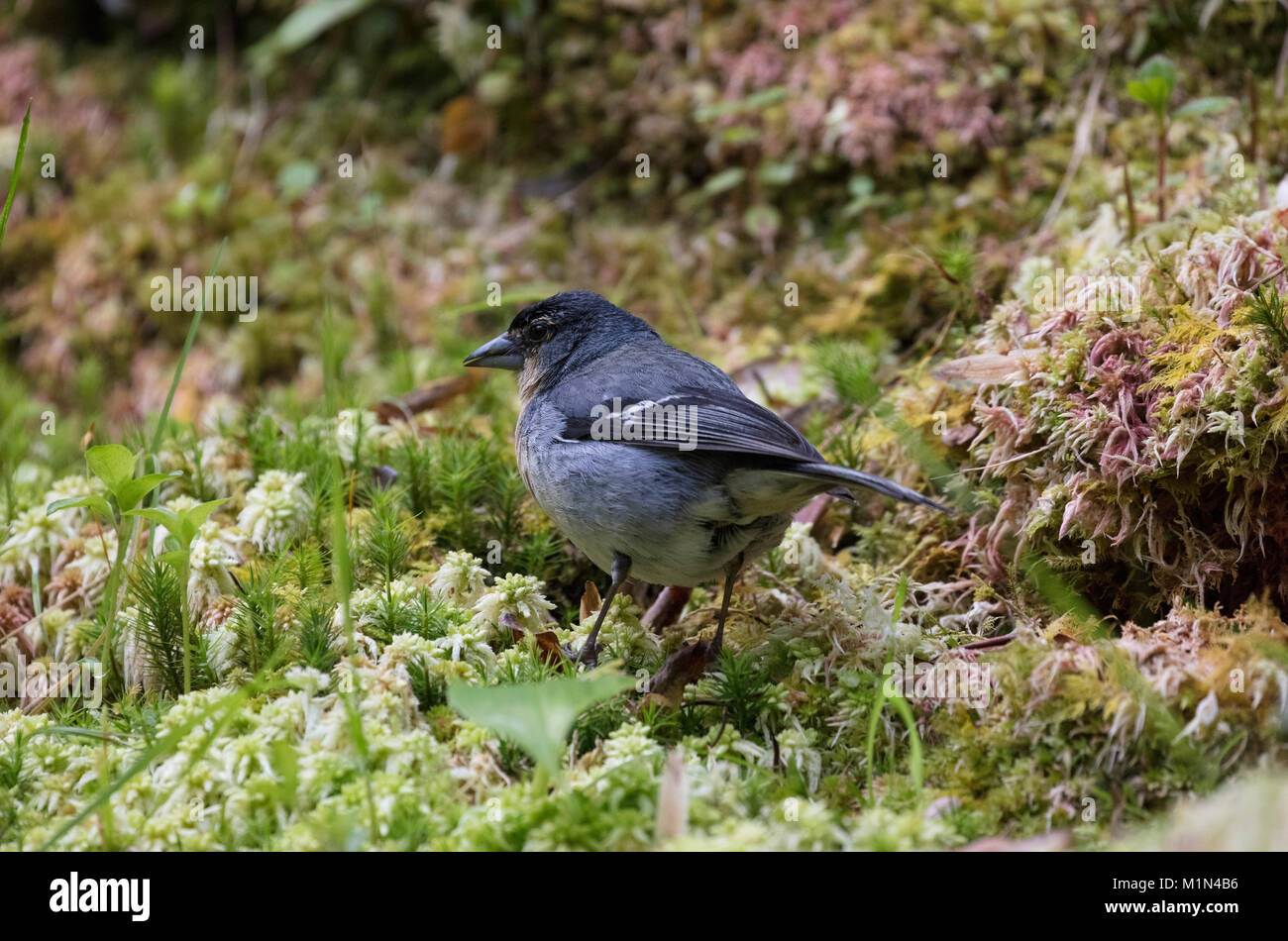 Moreietti sub species Chaffinch - only found on the Azores Stock Photo