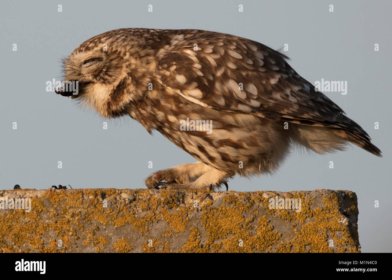 Little Owl swallowing a beetle Stock Photo