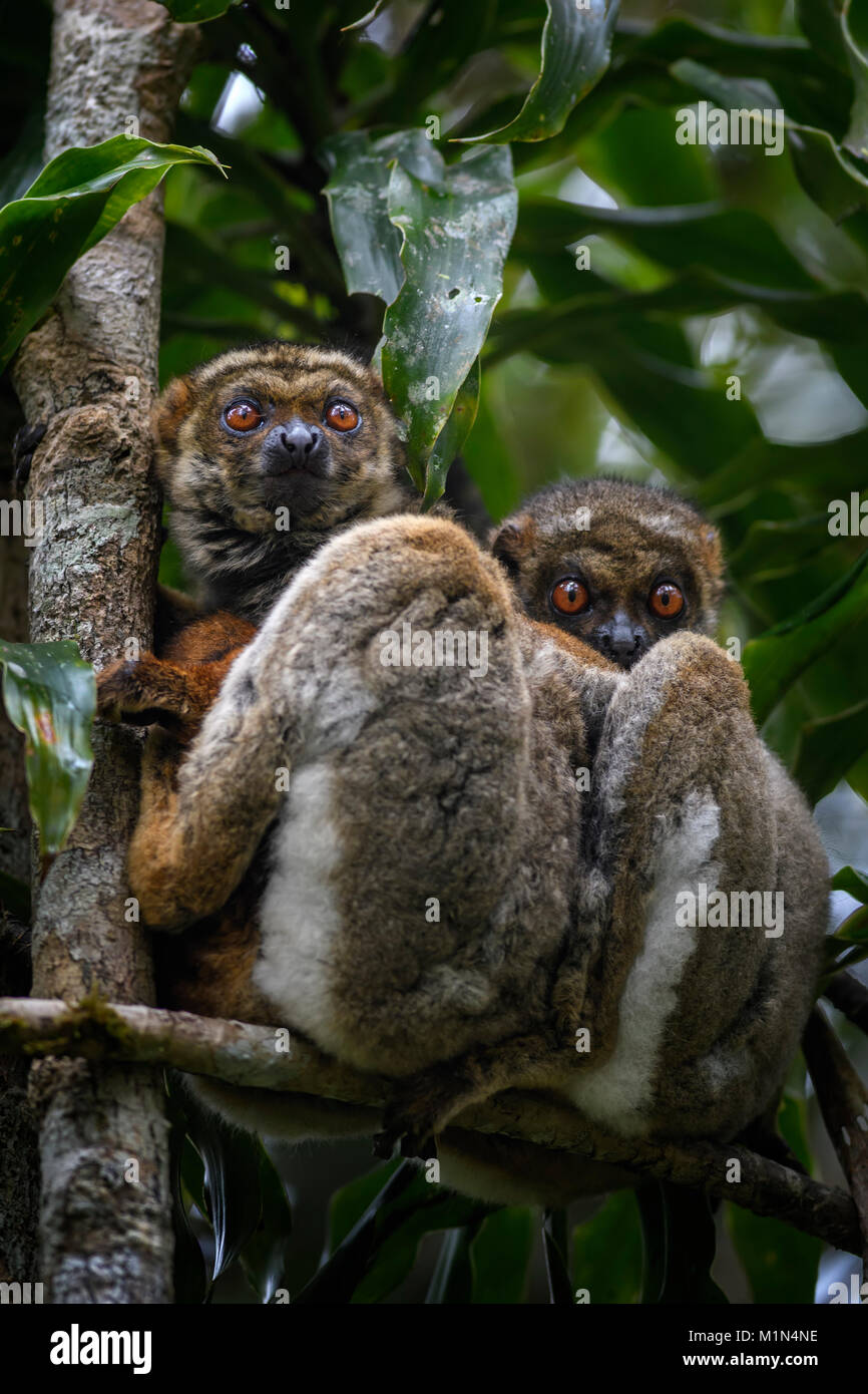 Eastern Woolly Lemur - Avahi laniger, rain forest Madagascar east coast. Cute primate. Madagascar endemite. Stock Photo
