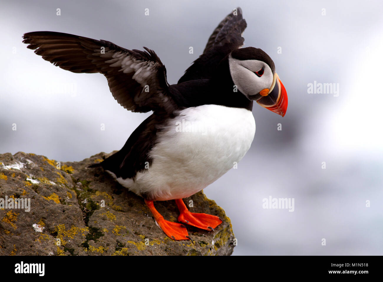 puffin, bird, beak, triangular beak, ornamental beak, endangered Stock ...