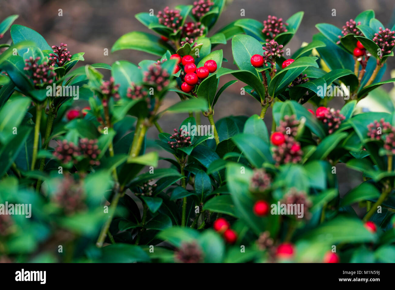 Skimmia japonica, Olympic Flame. Red berries and flower buds, shown in winter. Stock Photo