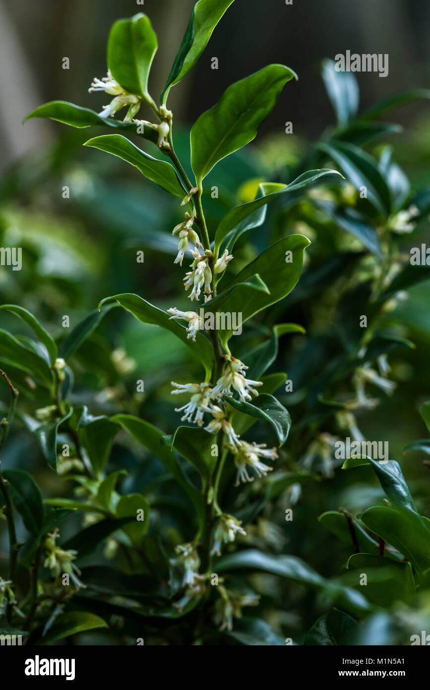Sarcococca confusa Christmas box, scented winter flowers. Stock Photo