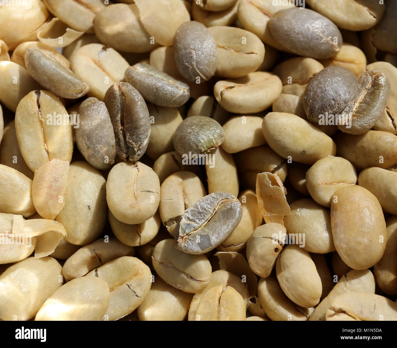 coffee beans drying in the sun Stock Photo Alamy