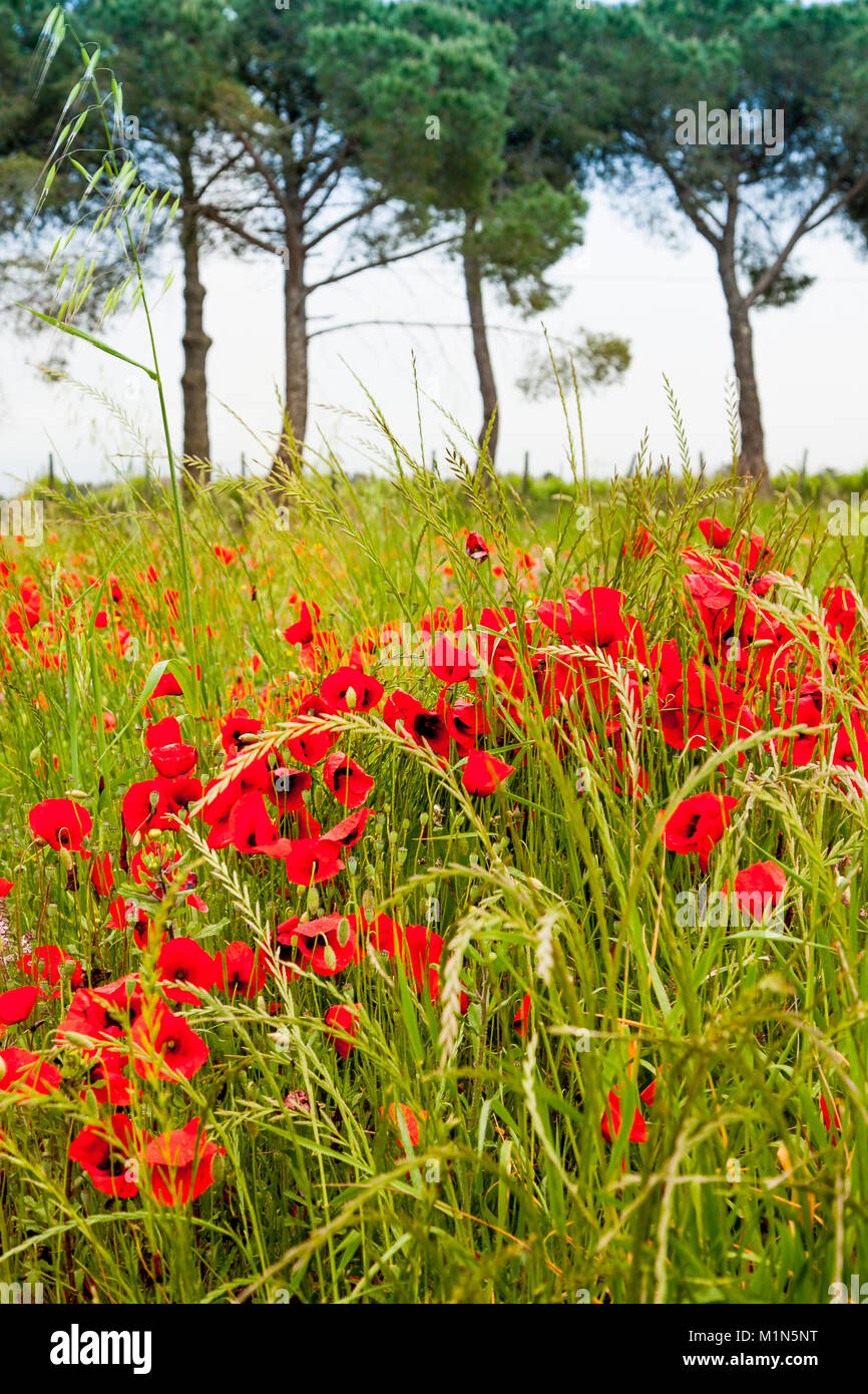 colorful fields of poppies in Italy Stock Photo - Alamy