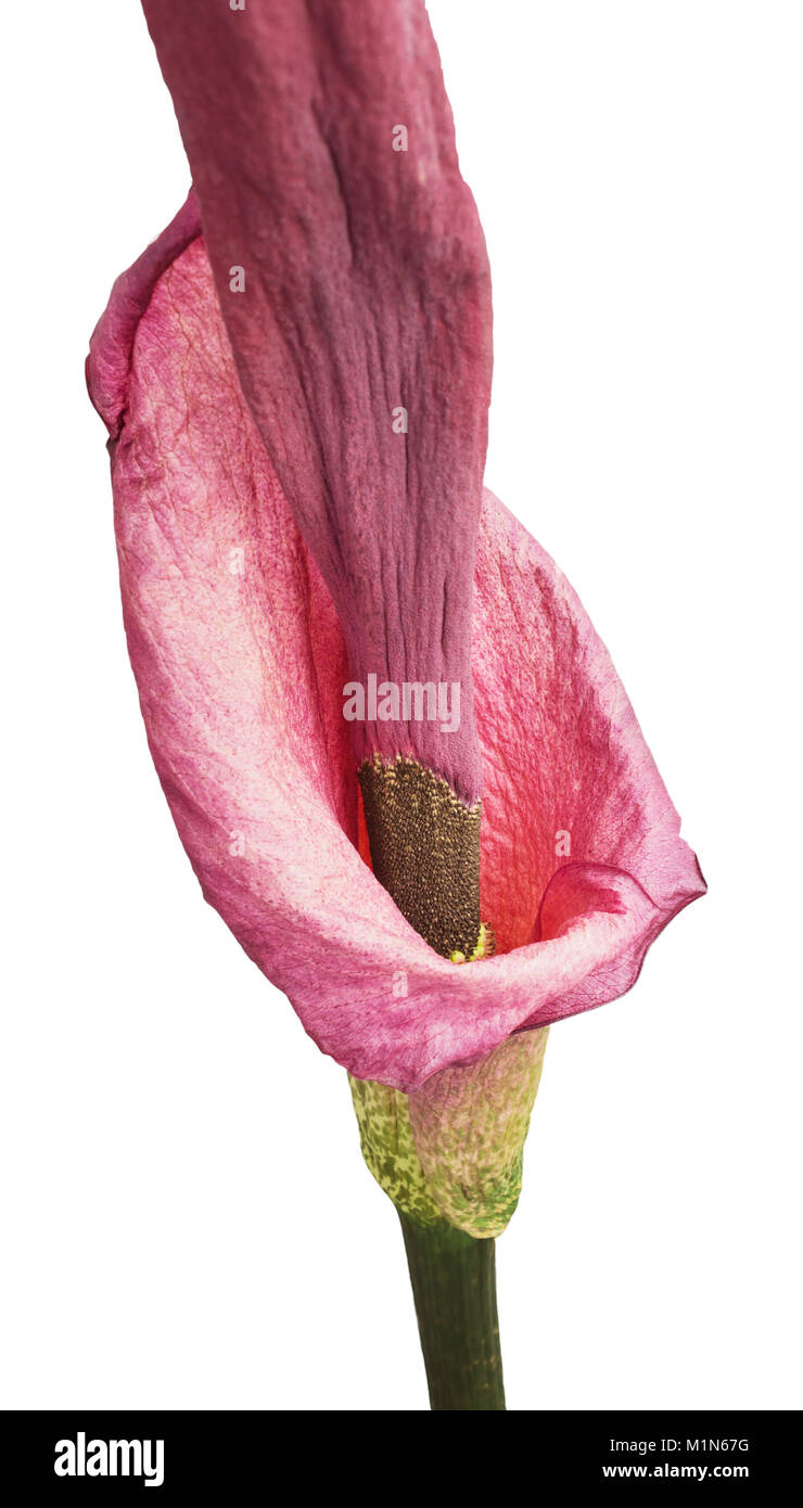 Flowering amorphophallus close-up on a white background Stock Photo