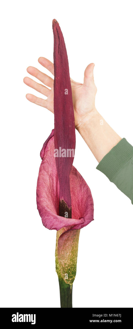 Blooming amorphophallus and hand of a man on a white background Stock Photo