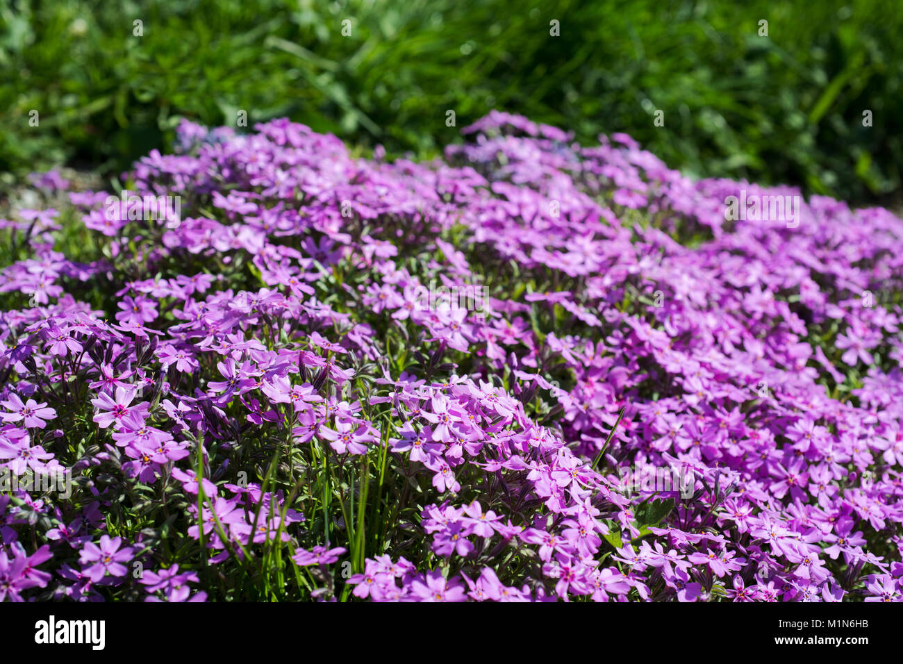 Flowers Phlox subulata. Soft focus Stock Photo