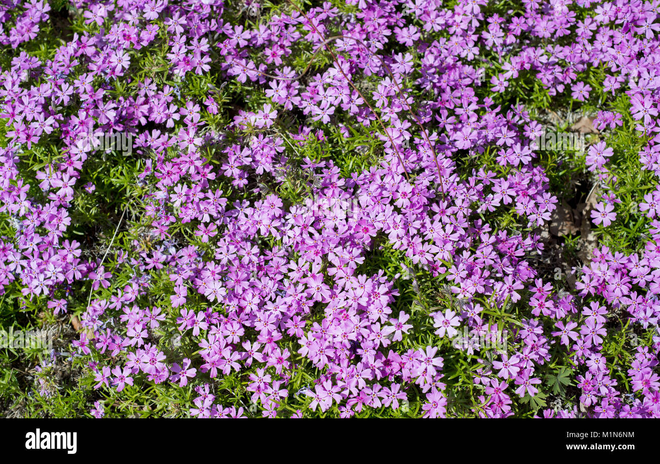 Flowers Phlox subulata. Soft focus Stock Photo