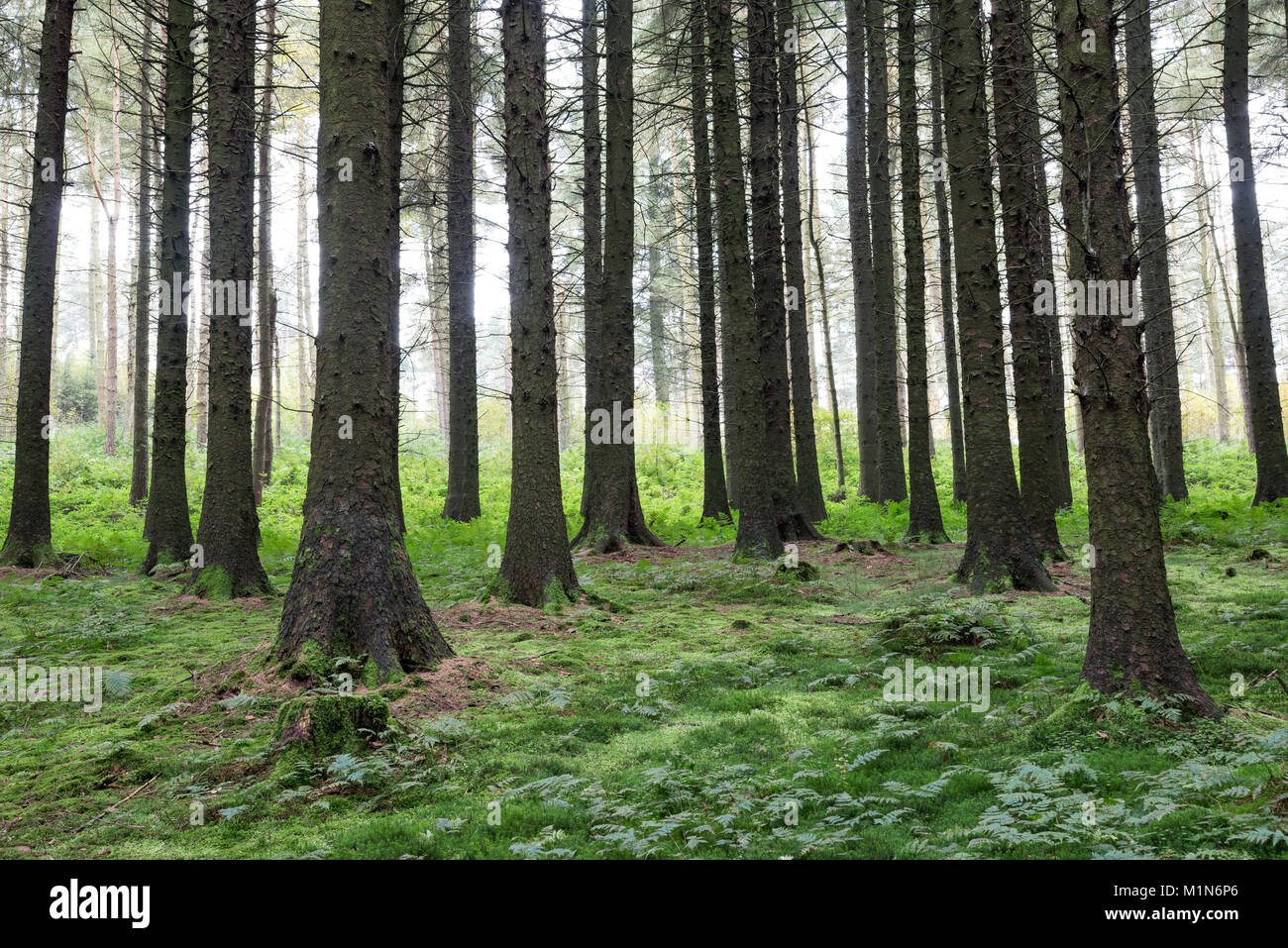 Forest above the Derwent valley in the Peak District national park, Derbyshire, England. Stock Photo