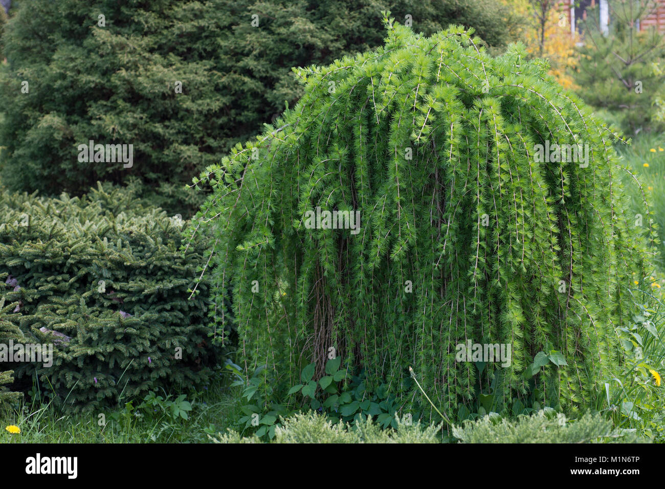 Tree Larix decidua Pendula Stock Photo