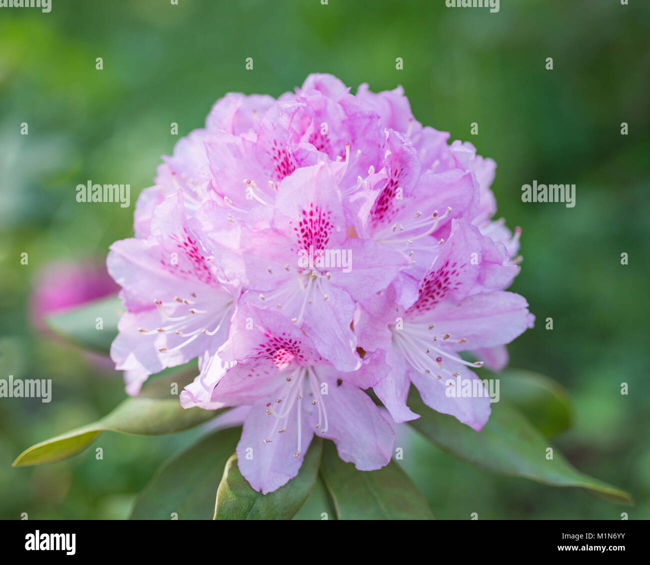 Pink Rhododendrum Flower Pink Rhododendron Stock Photo - Alamy