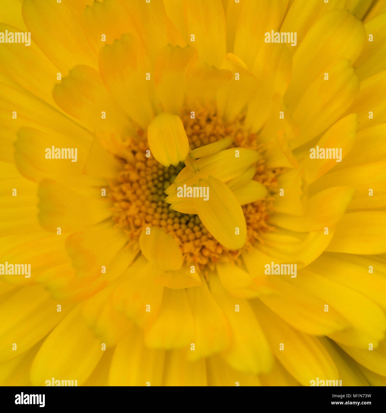 A macro shot of a calendula bloom. Stock Photo