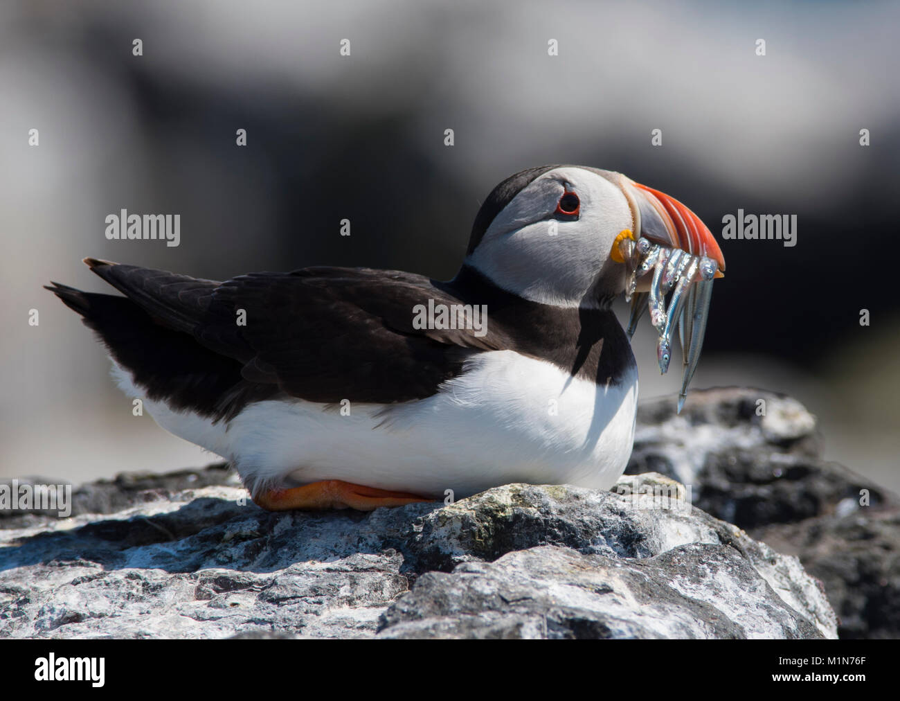 Atlantic Puffin Fratercula arctica sat on a rock with a beak full of sand eels/fish Farne Islands Northumberland UK. Stock Photo