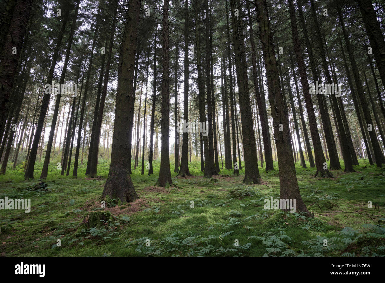 Forest above the Derwent valley in the Peak District national park, Derbyshire, England. Stock Photo