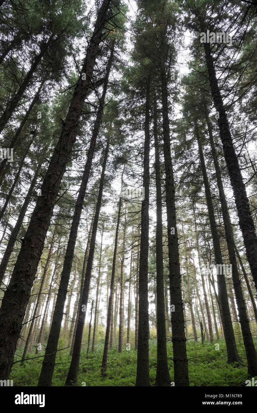 Forest above the Derwent valley in the Peak District national park, Derbyshire, England. Stock Photo