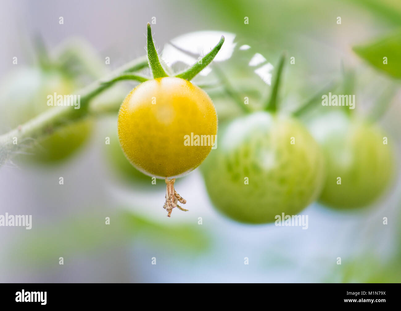 Tomato calyx hires stock photography and images Alamy