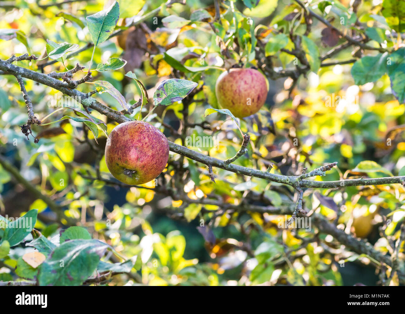 A shot of a red apple hanging from the branches of an apple tree Stock ...
