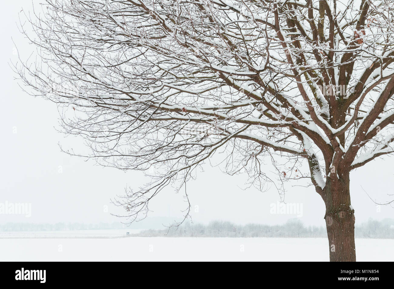 Oak tree winter hi-res stock photography and images - Alamy