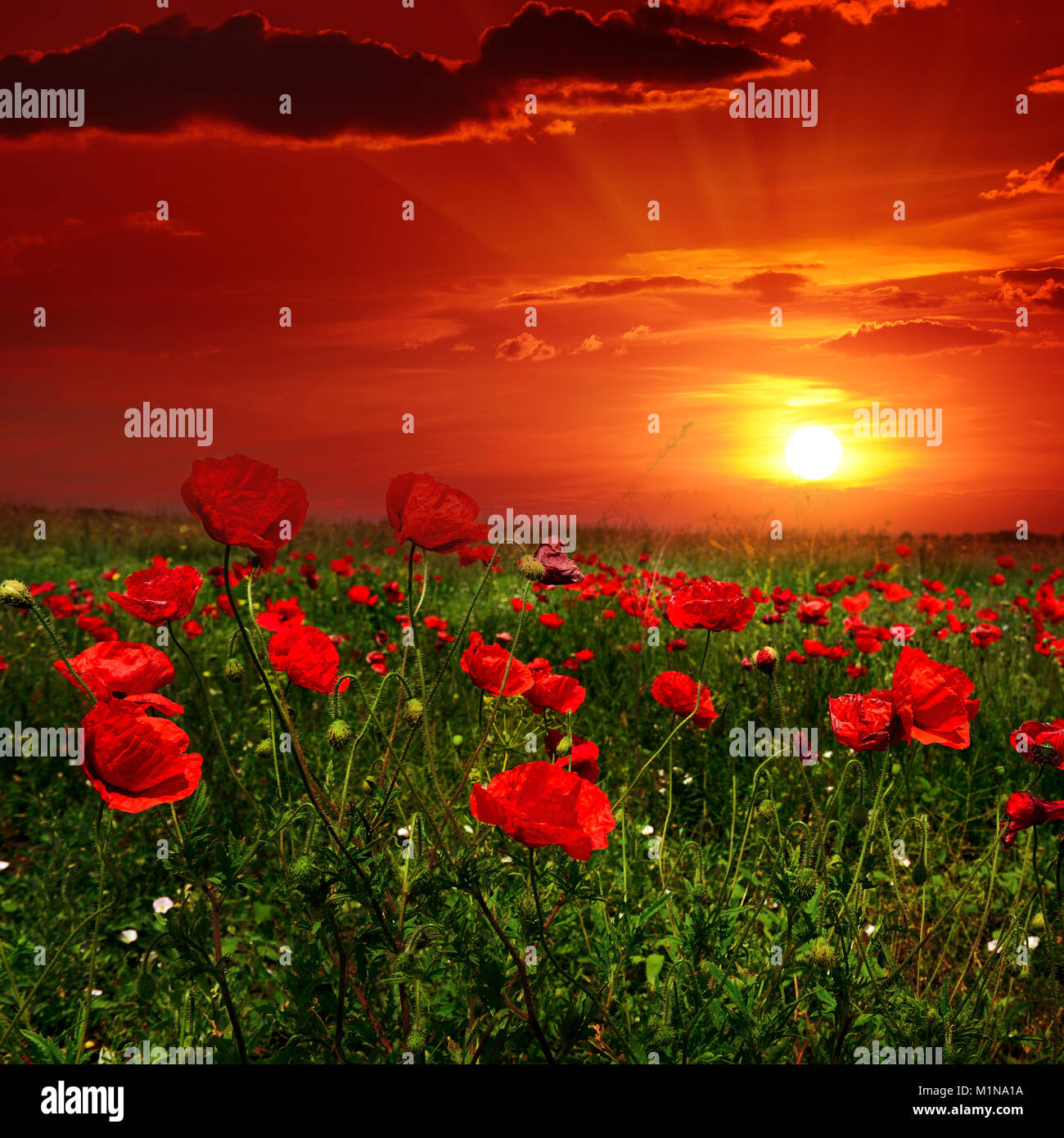 Bright sunrise in poppy field and red sky Stock Photo