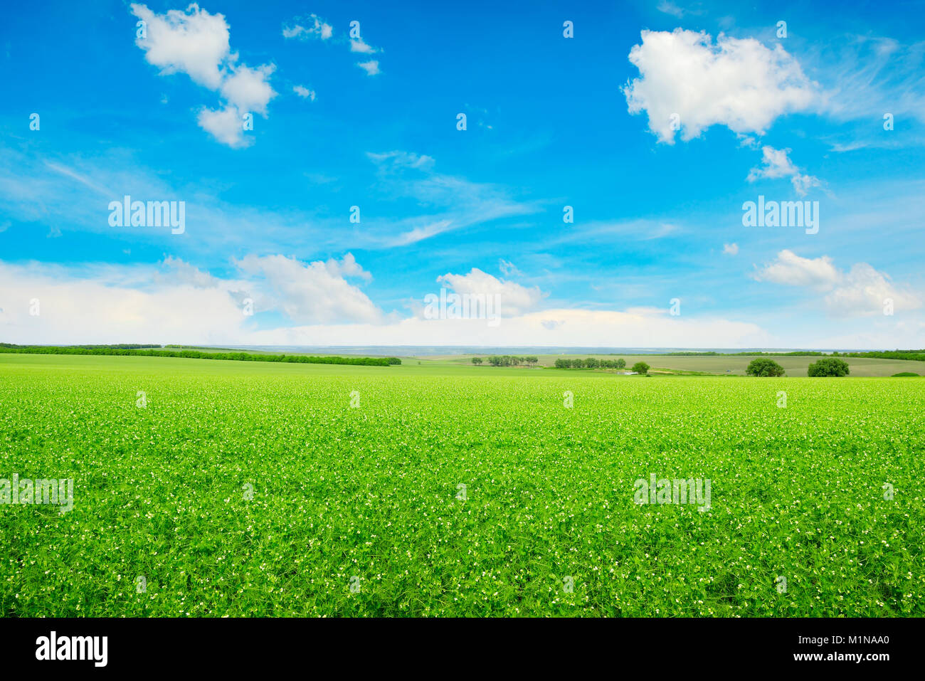 Peas field and blue sky. Summer landscape. Stock Photo