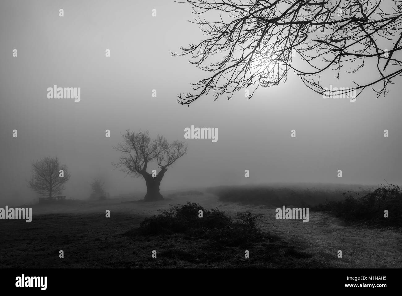 a-foggy-day-stock-photo-alamy