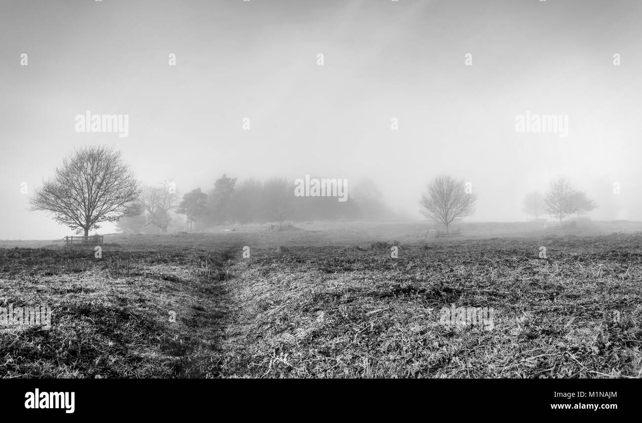 A foggy day Stock Photo Alamy