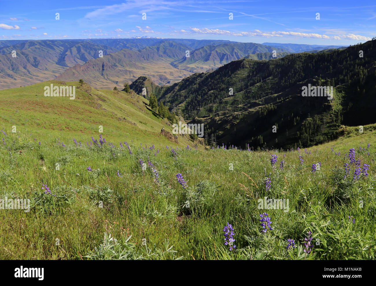 Stunning views of the Hells Canyon National Recreation Area from along the Nez Perce (Nee-Me-Poo) trail in Eastern Oregon. Stock Photo