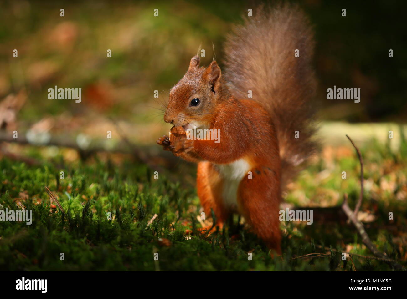 Red squirrel breeding programme hires stock photography and images Alamy
