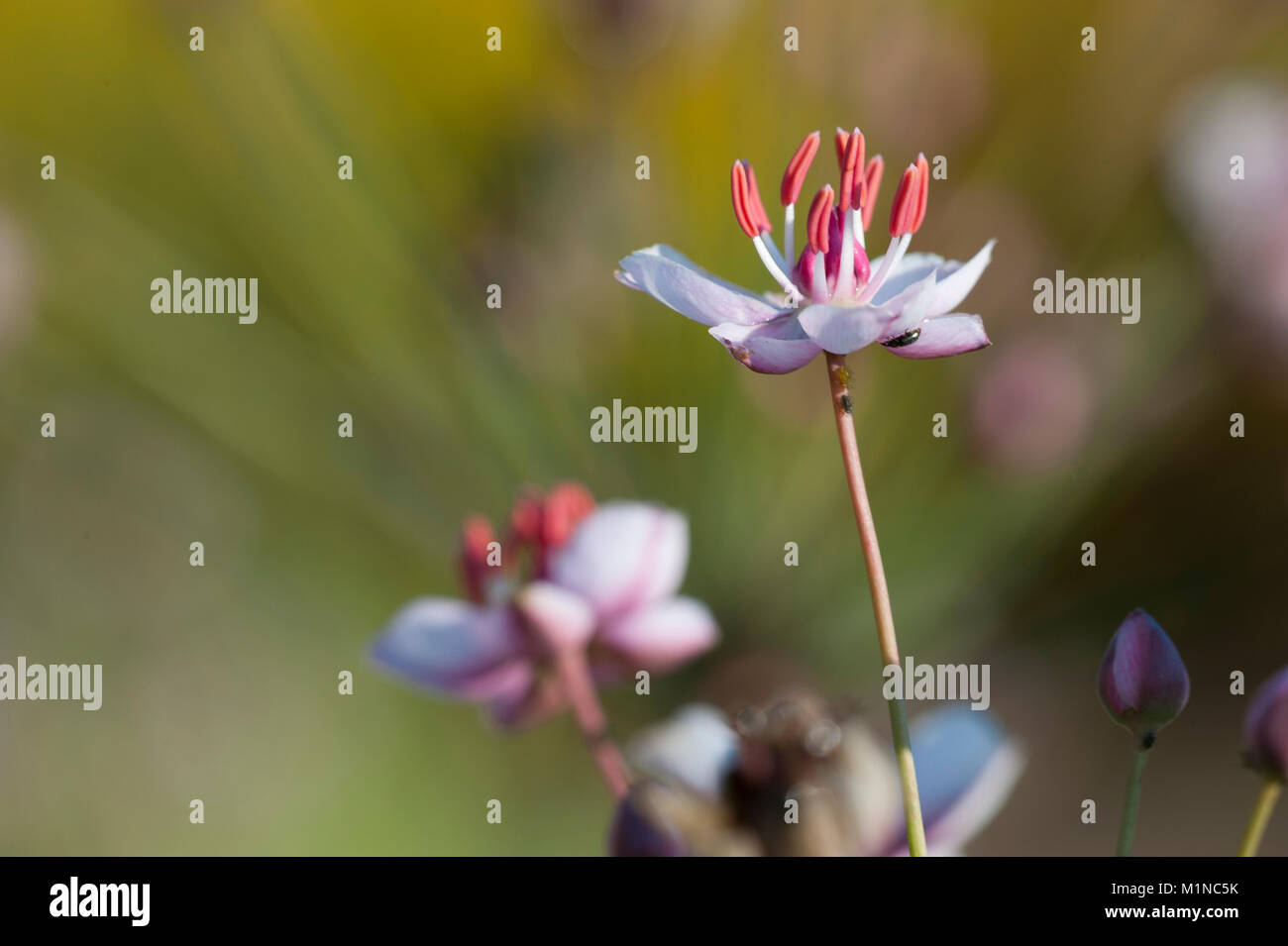 Butomus umbellatus,Schwanenblume,Flowering Rush Stock Photo