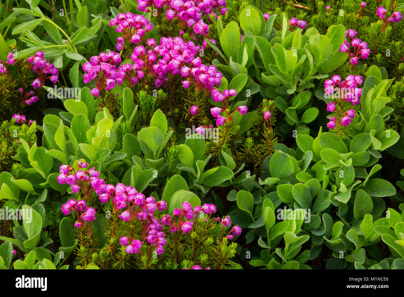 A natural bouquet of Pink Mountain Heather (Phyllodoce empetriformis) and Cascade Huckleberry (Vaccinium deliciosum) in the mountain meadows of Mount  Stock Photo