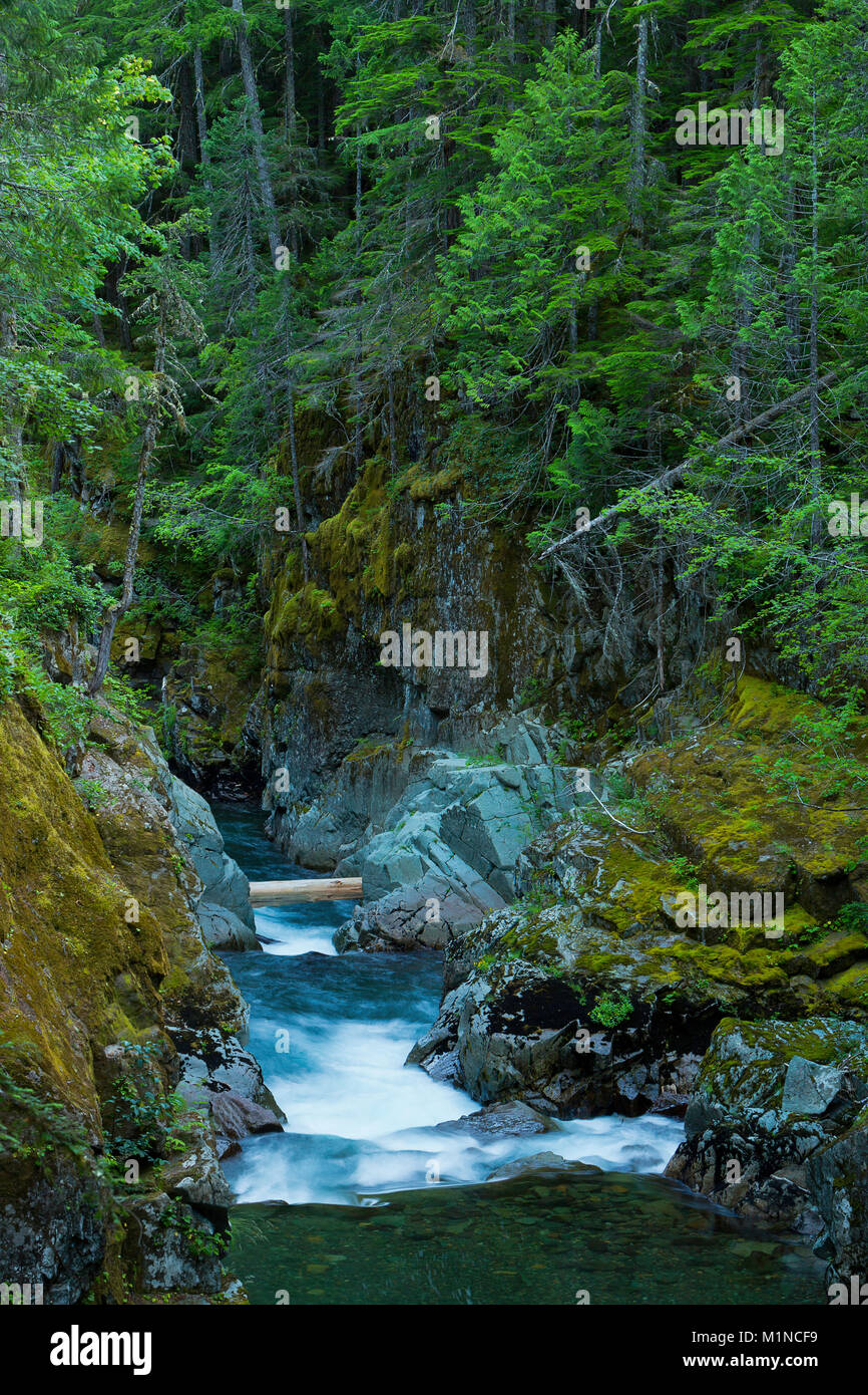 The Ohanapecosh River Canyon in Mount Rainier National Park. Washington ...