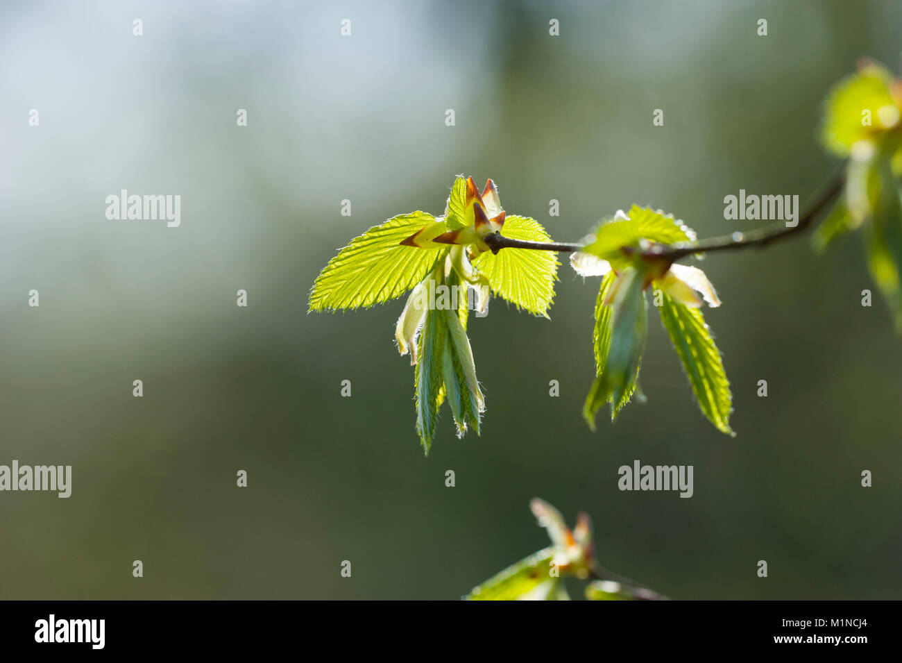 Carpinus betulus,Hainbuche,Common hornbeam Stock Photo - Alamy