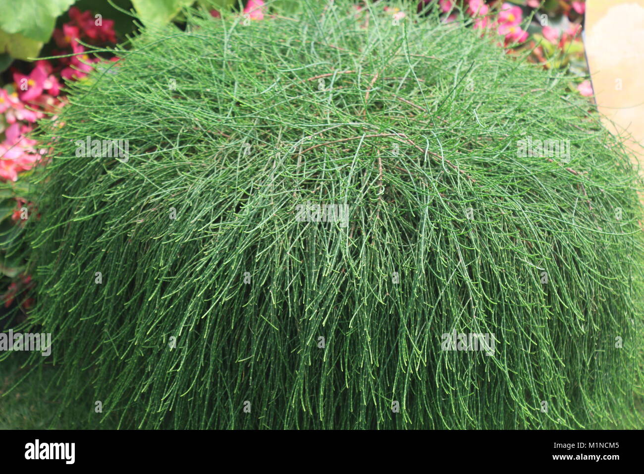 Bunch of casuarina tree leaves decorated in park Stock Photo