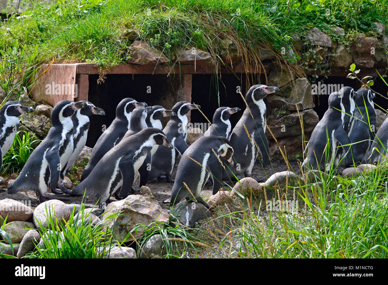 Humboldt penguins at South Lakes Safari Zoo, Cumbria, UK Stock Photo